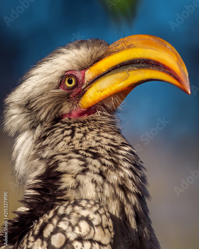 Southern yellow-billed hornbill (Tockus leucomelas) in the Okavango Delta, Botswana. This striking African bird showcases the rich biodiversity and natural beauty of this safari destination.
