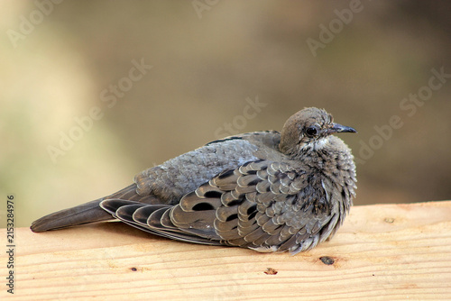 Obraz na płótnie Dove sitting on the fence