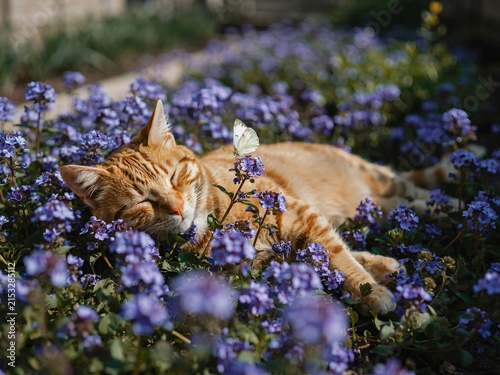 A sleeping ginger tabby cat resting peacefully among a dense patch of small purple flowers with a delicate white butterfly perched gently on its fur in a sunny garden setting during spring