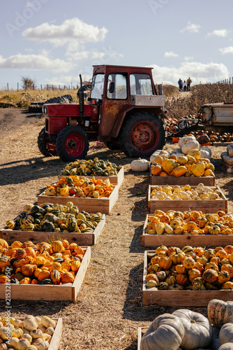 Autumn farm and market with colorful and a variety of pumpkins. 