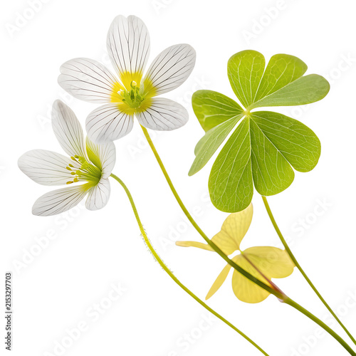 Delicate wood sorrel flowers and green leaves isolated on white background.