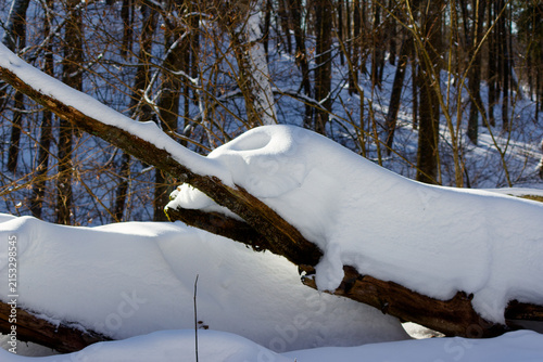 Thick layer of fresh white snow covers fallen tree trunks in a tranquil winter forest, creating a whimsical and textured natural winter scene under bright sunlight