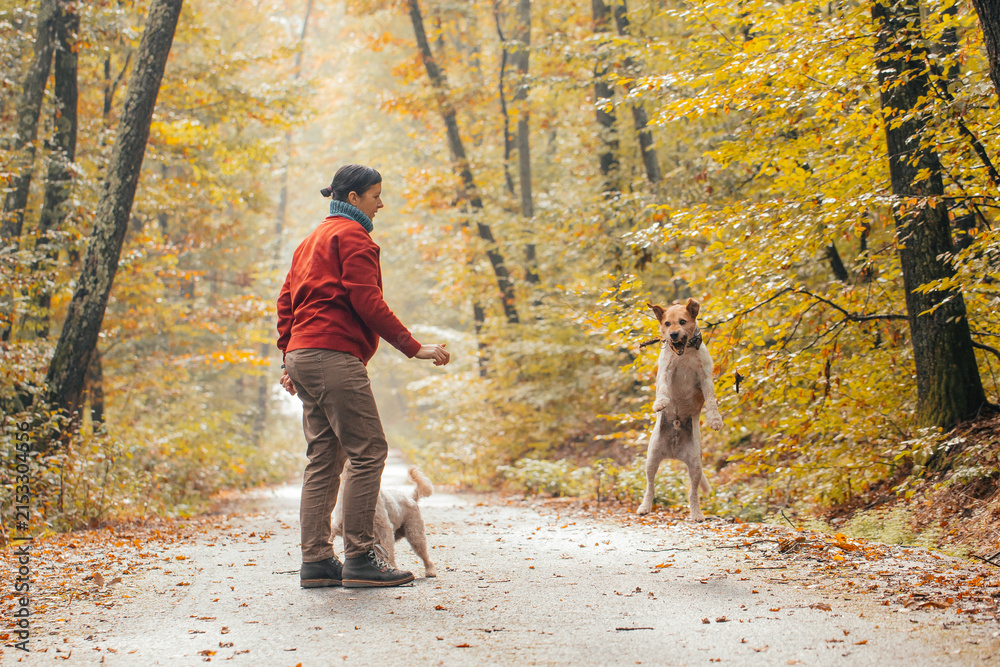 Obraz premium Woman having fun in a forest with her dogs early in an autumn morning. 