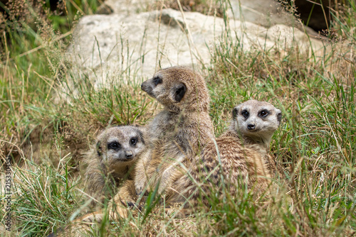 Photography Three meerkats sitting together in grass