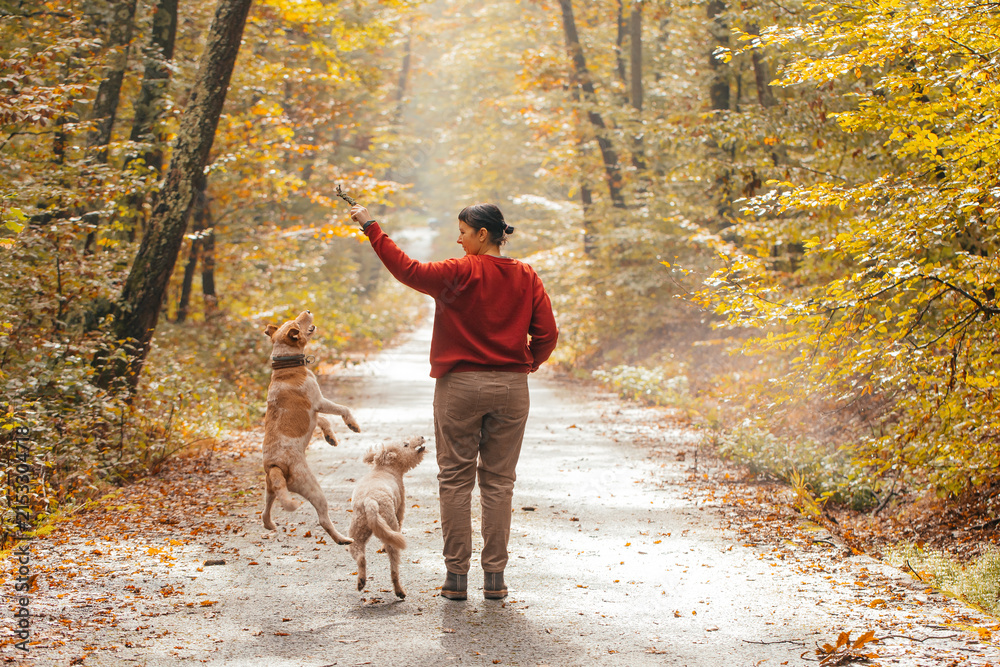 Fototapeta premium Woman having fun in a forest with her dogs early in an autumn morning. 