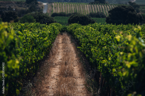 Scenic Road Through Vineyards, Picturesque Countryside Landscape in Wine Country