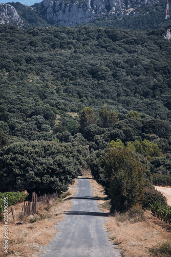 Scenic Road Through Vineyards, Picturesque Countryside Landscape in Wine Country