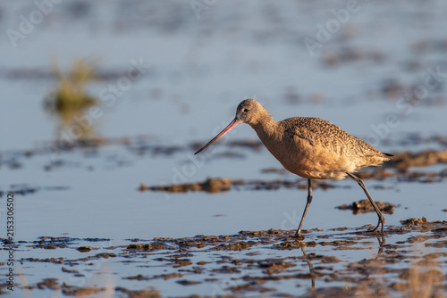 Принти на полотні Marbled godwit walking on mudflat