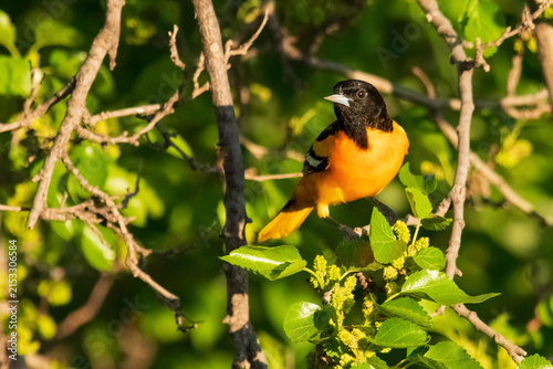 Baltimore oriole perched in green foliage
