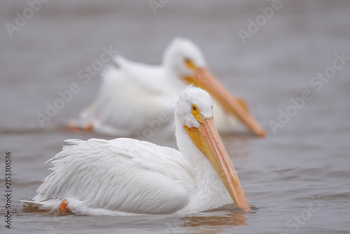 Obraz na plátně American white pelicans floating on water