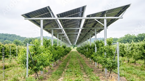 Rows of young fruit trees growing under a raised solar panel canopy in a sustainable agrivoltaic farm system.