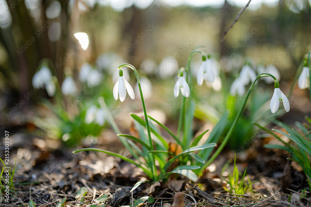 Naklejka premium White snowdrops bloom in a sunlit garden among fresh green leaves in spring. Delicate seasonal flowers symbolize awakening of nature, renewal and arrival of spring.