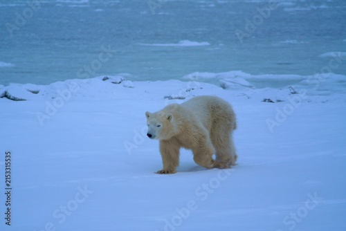 Polar Bear White Bear Churchill Canada