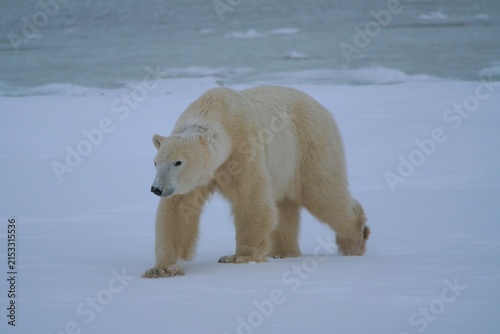 Polar Bear White Bear Churchill Canada