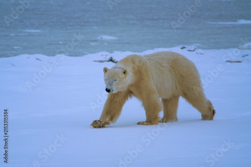 Polar Bear White Bear Churchill Canada