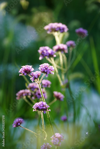 Close Up of Delicate Purple Vervain Flowers Swaying in Natural Sunlight