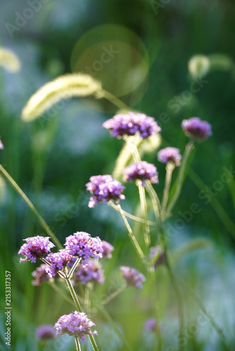 Close Up of Delicate Purple Vervain Flowers Swaying in Natural Sunlight