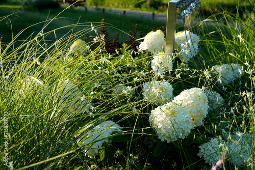 A clear day, the gaura flower stems swaying in the wind, harmonizing with lush hydrangeas