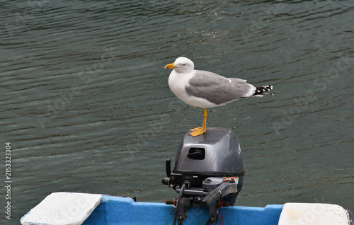 Yellow-legged gull perched on an outboard motor of a small blue boat in the sea water, Camogli, Liguria, Italy