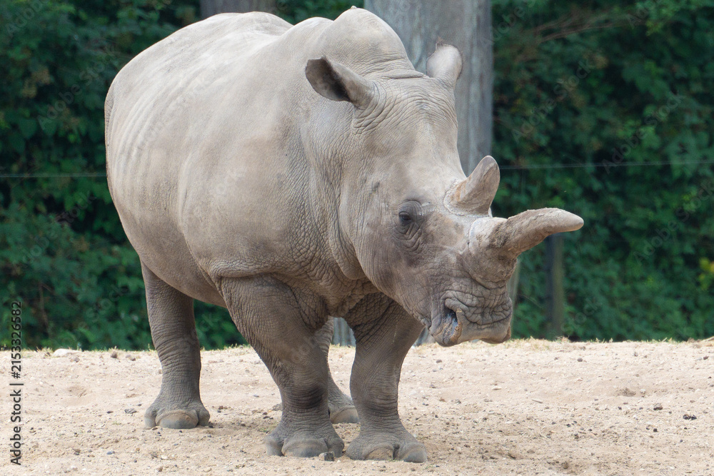 Fototapeta premium Rhinoceros, white rhinoceros