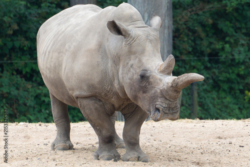 Rhinoceros, white rhinoceros