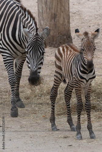 Zebra,
