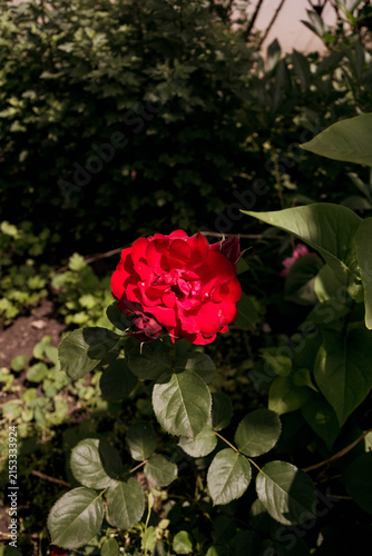 Red flower of a garden tea rose or wild rose.