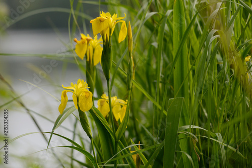 Gelbe Schwertlilie, Sumpf-Schwertlilie,  Iris pseudacorus, blühende Pflanzen am Gewässerrand