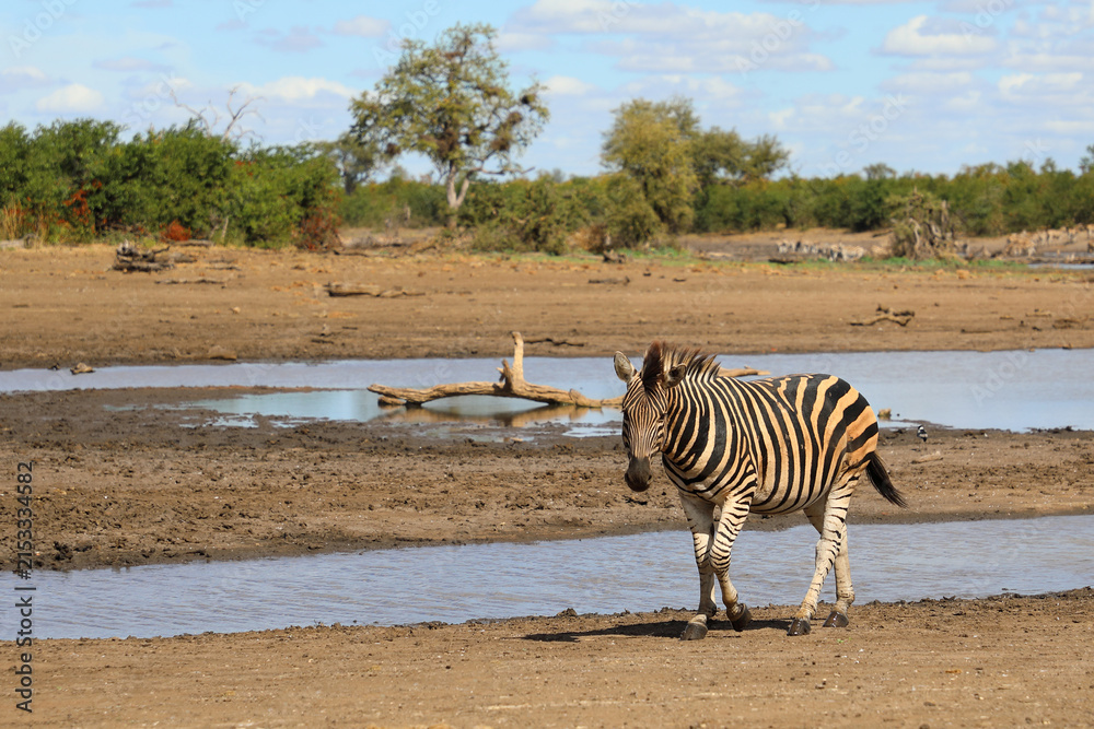 Naklejka premium Steppenzebra / Burchell's zebra / Equus quagga burchellii