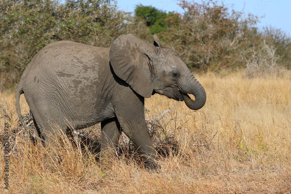 Fototapeta premium Afrikanischer Elefant / African elephant / Loxodonta africana