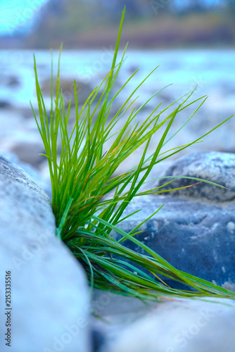 Canvas Print Wild Green Grass Growing from Crevice Between Rocks on Natural Riverbank