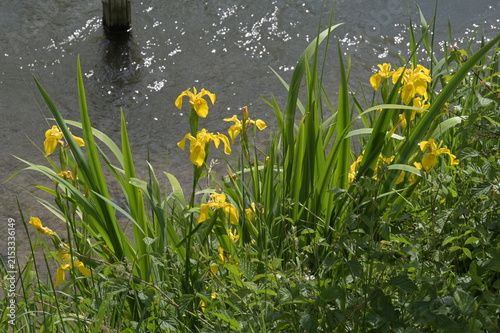 Gelbe Schwertlilie, Sumpf-Schwertlilie,  Iris pseudacorus, blühende Pflanzen am Gewässerrand