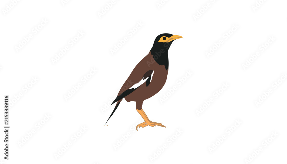 Fototapeta premium Common Myna Bird Vector Illustration Isolated on White Background for Wildlife Nature Education Children Books Ecological Designs and Asian Fauna Concepts