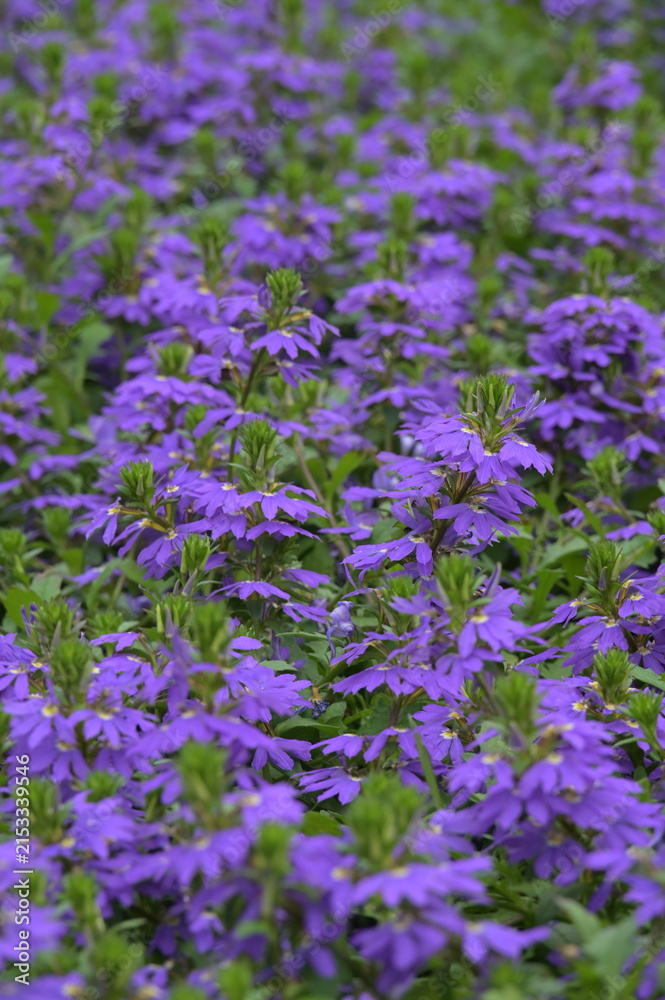 Obraz premium Blaue Fächerblume, Scaevola aemula