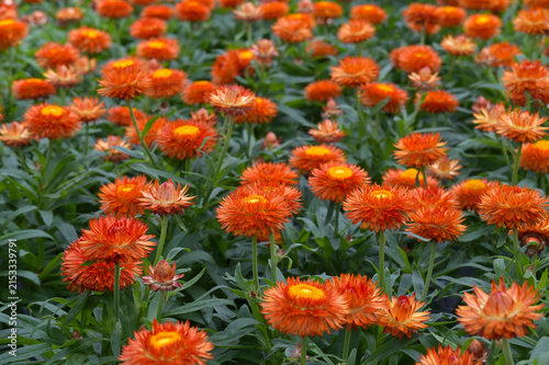 Konstfotografi Garten-Strohblume,  Xerochrysum bracteatum,  Orange