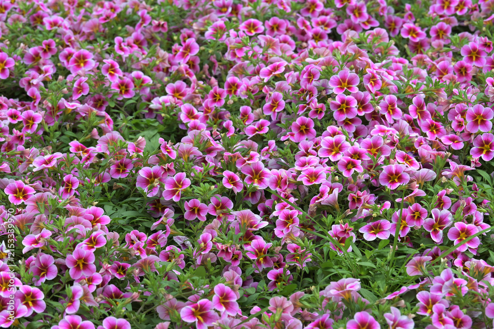 Fototapeta premium Zauberglöckchen, Calibrachoa x Hybrida, Rave, Pink Barbados
