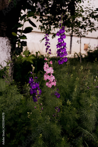 Pink and purple Delphinium, or larkspurs, bloom in front of an apartment building in Moldova. The photograph was taken on a hot June day. The artistic image has a somber and melancholy style
