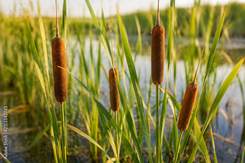 Brown bulrush heads on green stalks in shallow marsh water, narrow leaves, late afternoon sunlight, wetland nature concept