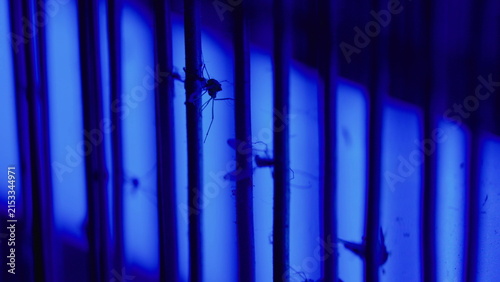Obraz na plátně Dead mosquito attached to electric bug zapper grid, representing effective pest