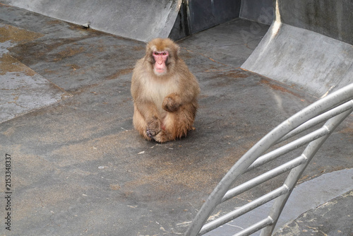 Canvas Print Monkey Portrait In Winter Enclosure