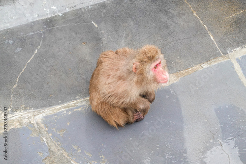 Canvas Print Monkey Portrait In Winter Enclosure