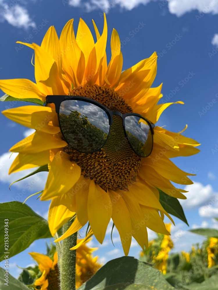 Obraz premium Funny yellow sunflower in sunglasses