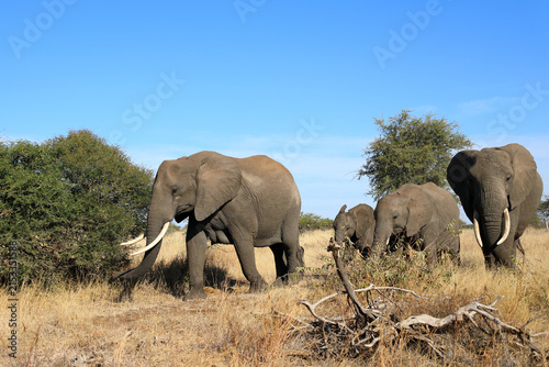 Photography Afrikanischer Elefant / African elephant / Loxodonta africana