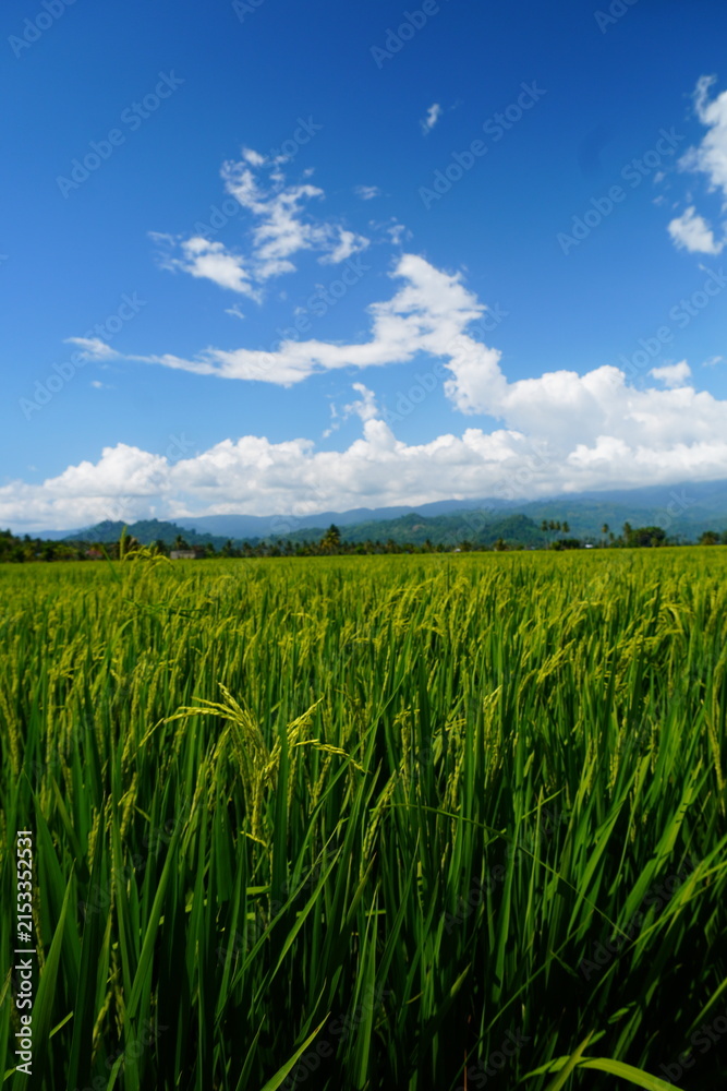 Obraz premium Green Rice Field With Mountains and Clouds Under Blue Sky