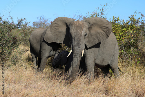 Photography Afrikanischer Elefant / African elephant / Loxodonta africana