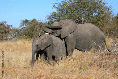 Photography Afrikanischer Elefant / African elephant / Loxodonta africana