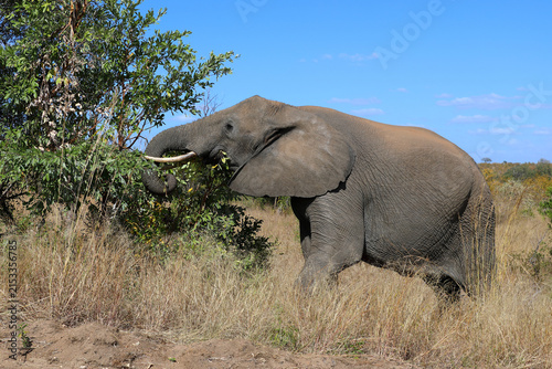 Photography Afrikanischer Elefant / African elephant / Loxodonta africana