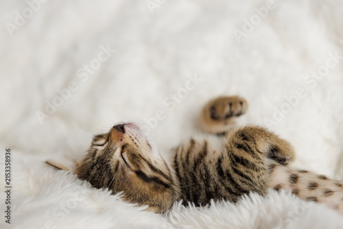 little kitten sleeps with his paws next to his head