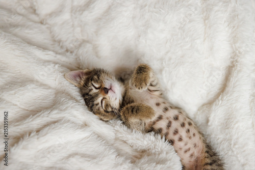 little kitten sleeps with his paws next to his head