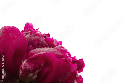 Floral spring background. Red peonie and petals on white background. Close-up. Soft focus. Nature